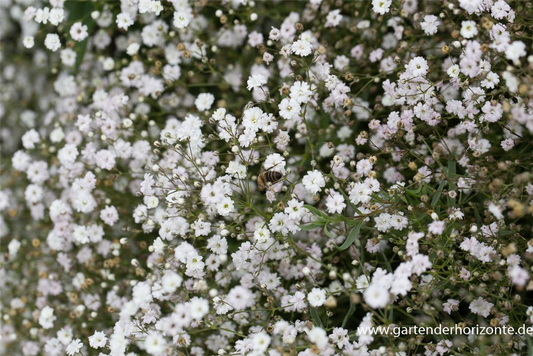 Gypsophila repens 'Compacta Plena'