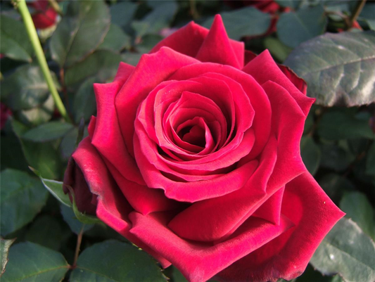 Edelrose 'Duftzauber 84'®