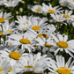 Großblumige Garten-Margerite 'Gruppenstolz'