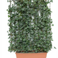 Hedera helix 'Woerneri', Hecke am laufenden Meter