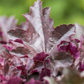 Heuchera x cult.'Chocolate Ruffles'  -R-