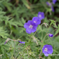 Geranium pratense 'Brookside'