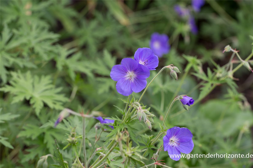 Geranium pratense 'Brookside'