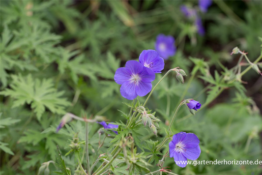 Geranium pratense 'Brookside'