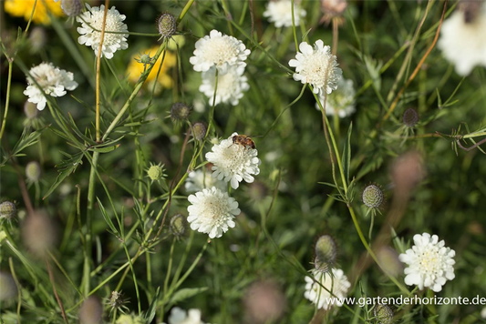 Gelbe Skabiose