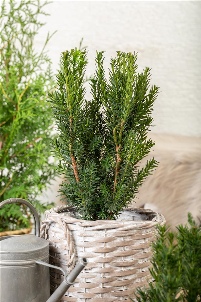 Eibe 'Hillii'