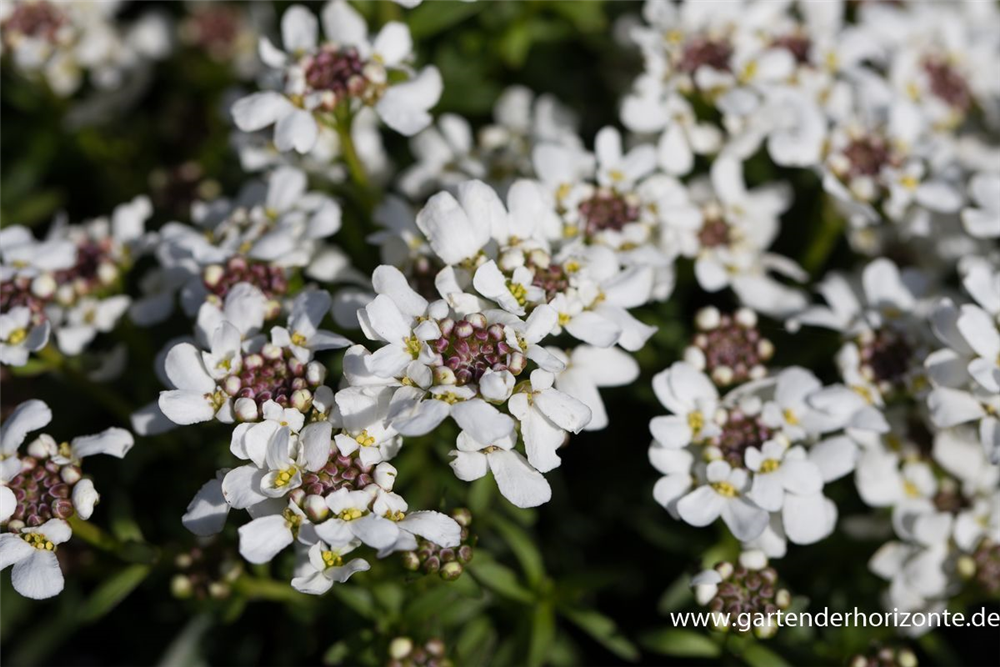 Iberis sempervirens 'Appen-Etz'