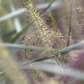 Garten-Federborstengras 'Hameln'