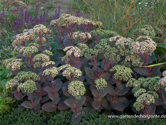 Großes Garten-Fettblatt