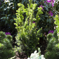 Eibe 'Hillii'