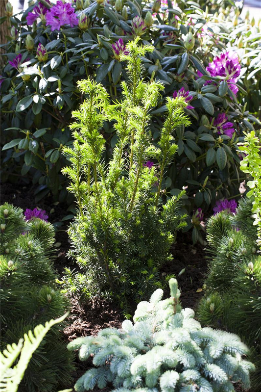Eibe 'Hillii'