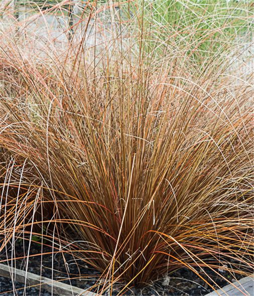 Carex buchananii