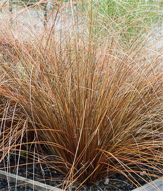 Carex buchananii