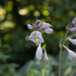 Hosta x tardiana 'June'  -R-