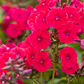 Hohe Flammenblume