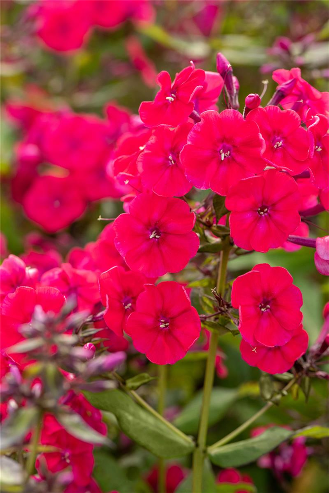 Hohe Flammenblume