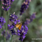 Lavandula angustifolia 'Hidcote Blue'