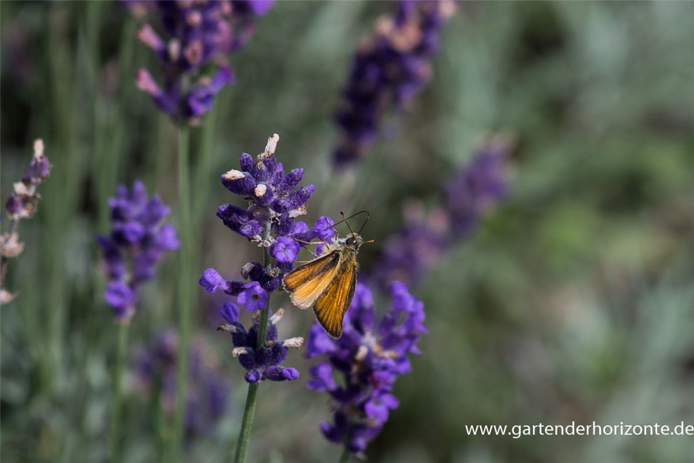 Lavandula angustifolia 'Hidcote Blue'