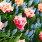 Tulpe 'Queensland' - 7 Blumenzwiebeln