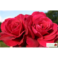 Edelrose 'Bellevue'®
