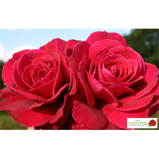 Edelrose 'Bellevue'®