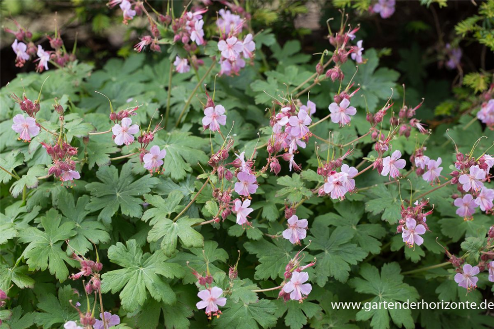 Geranium macrorrhizum 'Ingwersen'