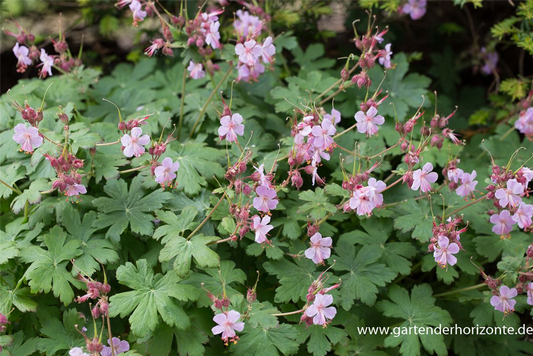 Geranium macrorrhizum 'Ingwersen'