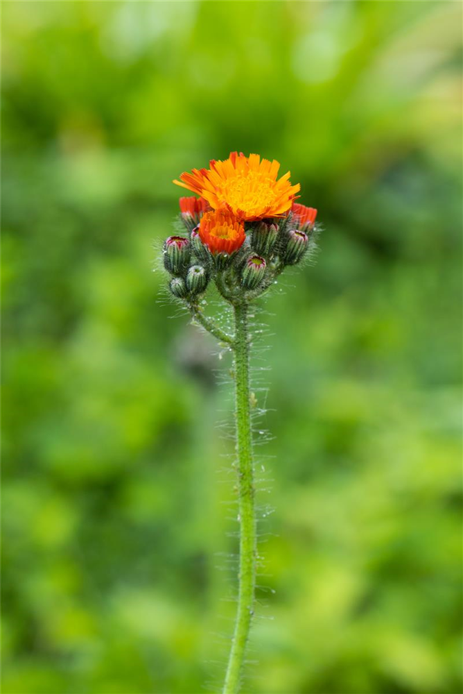 Hieracium aurantiacum