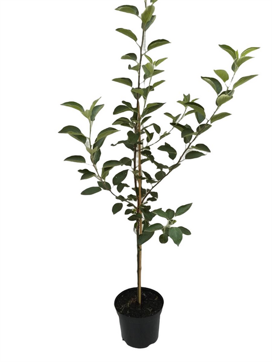 Apfel 'Geheimrat Dr.Oldenburg'