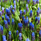 Breitblättrige Traubenhyazinthe - 10 Blumenzwiebeln