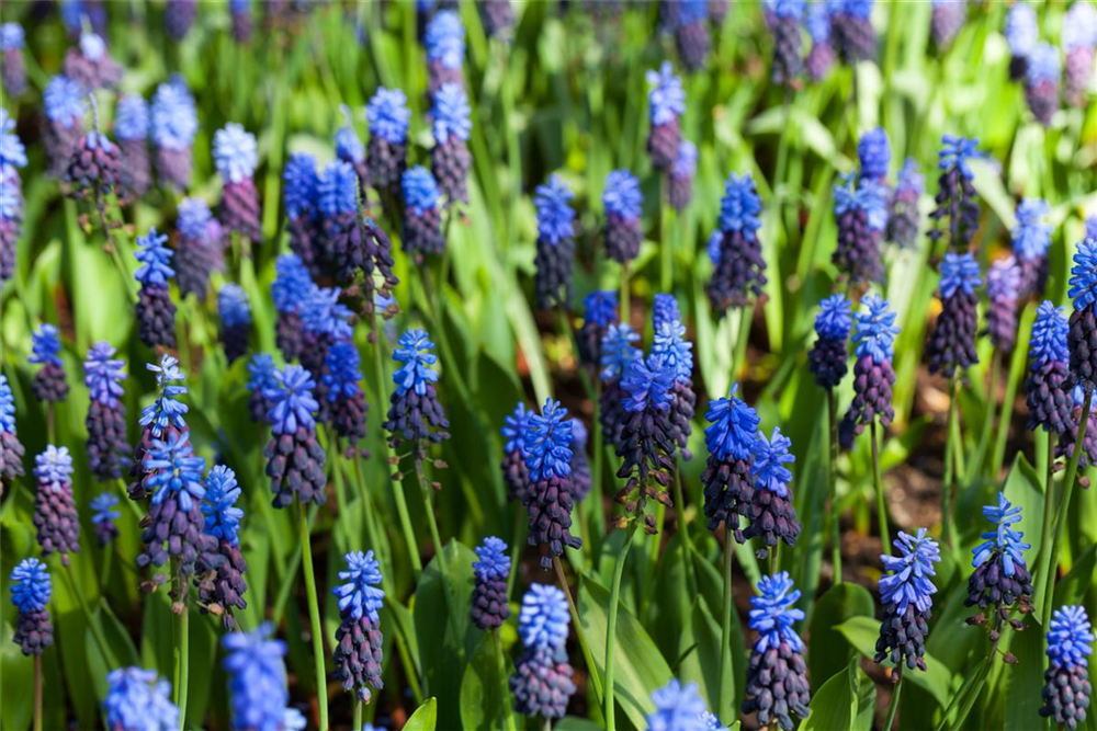 Breitblättrige Traubenhyazinthe - 10 Blumenzwiebeln