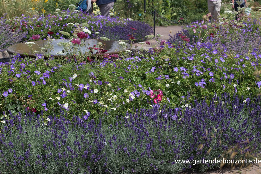 Lavandula angustifolia 'Hidcote Blue'