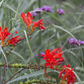 Crocosmia x crocosmiiflora 'Lucifer'