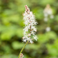 Herzblättrige Schaumblüte