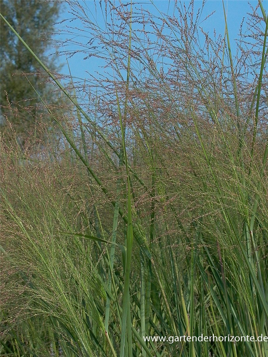 Garten-Ruten-Hirse 'Cloud Nine'