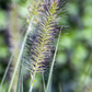 Garten-Federborstengras 'Hameln'