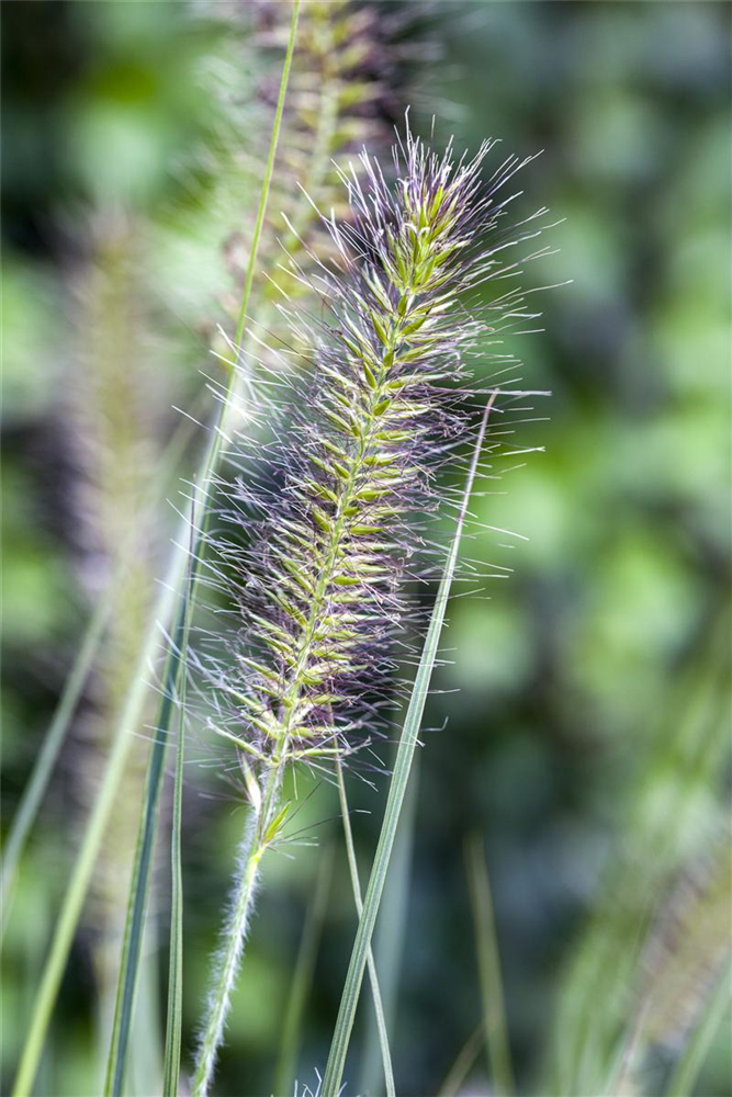 Garten-Federborstengras 'Hameln'