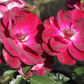 Beetrose 'Burgundy Iceberg'®