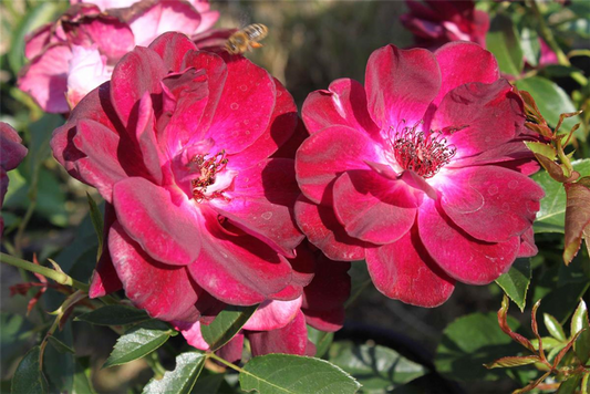 Beetrose 'Burgundy Iceberg'®