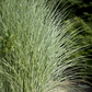 Garten-Chinaschilf