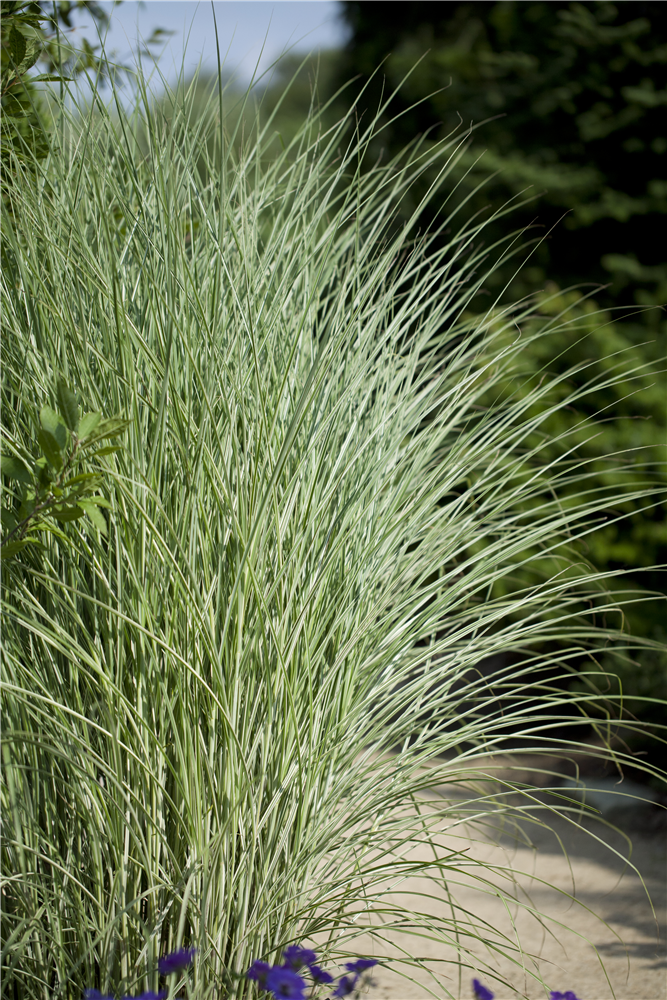 Garten-Chinaschilf