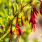 Garten-Fuchsie