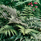 Athyrium niponicum 'Metallicum'