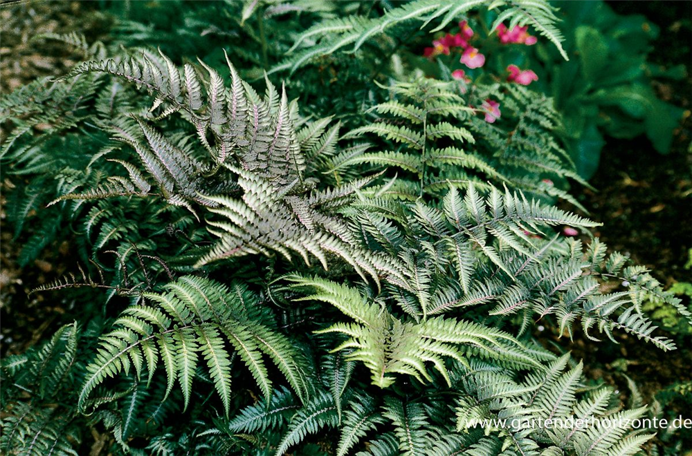 Athyrium niponicum 'Metallicum'