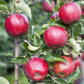 Apfel 'Jonagold'