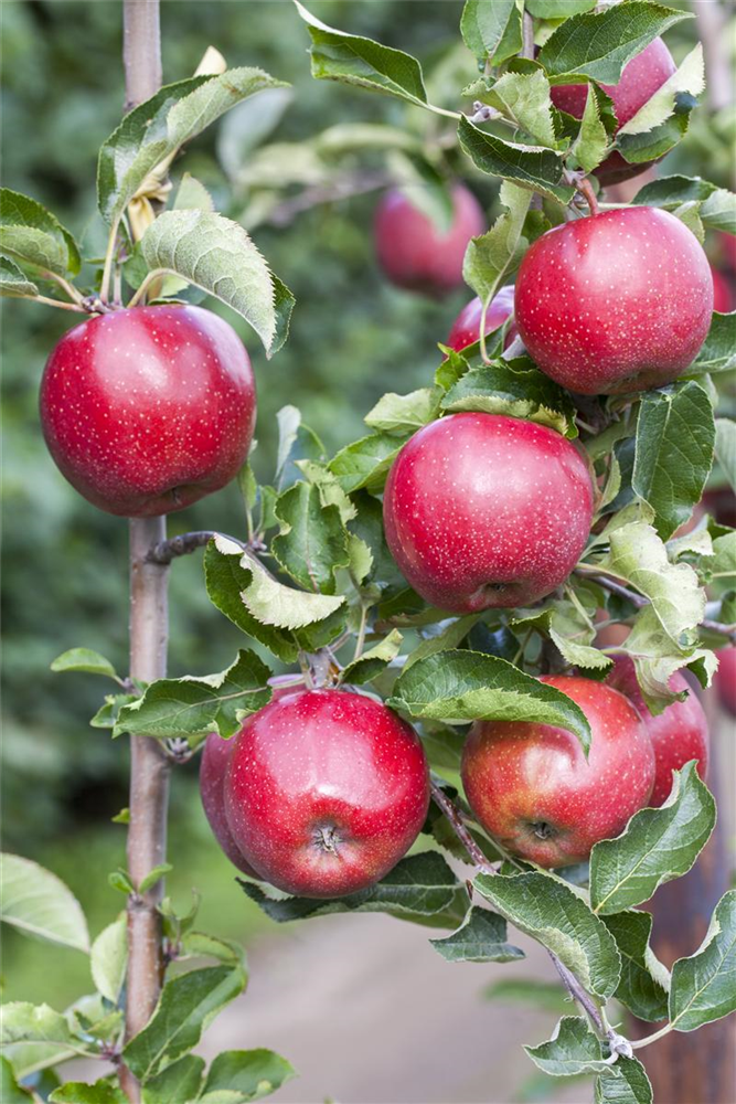 Apfel 'Jonagold'