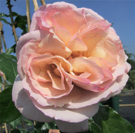 Strauchrose 'Herkules'®