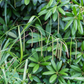 Carex pendula