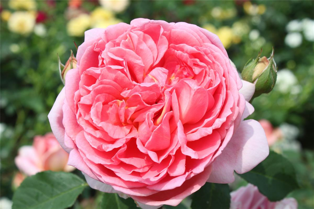 Strauchrose 'Boscobel'®
