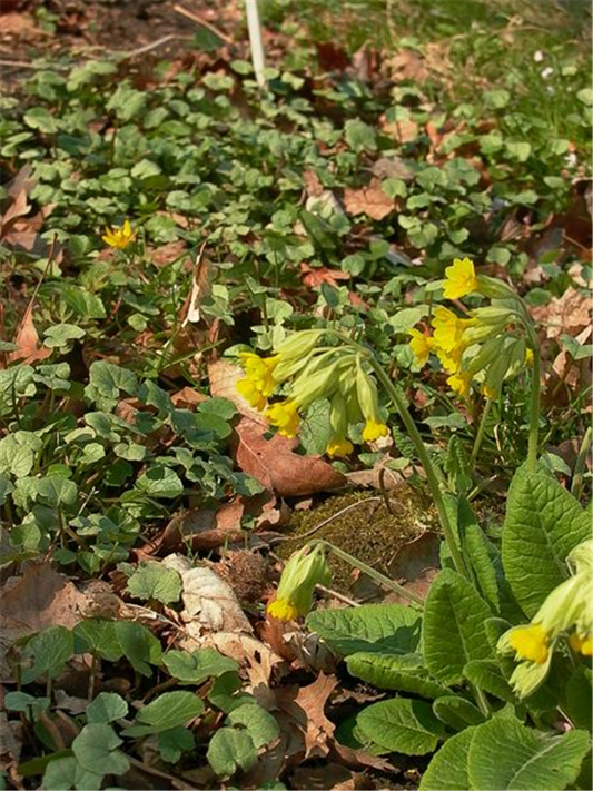 Ecte Schlüsselblume